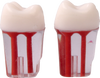 Root canal practice model #26 (2 pcs pack)